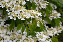 Load image into Gallery viewer, Doublefile Viburnum