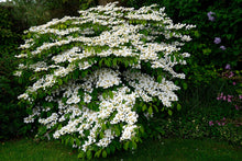 Load image into Gallery viewer, Doublefile Viburnum