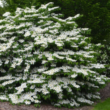 Load image into Gallery viewer, Doublefile Viburnum