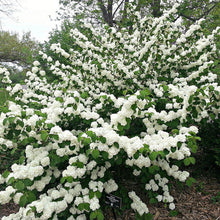 Load image into Gallery viewer, Viburnum 'Popcorn'
