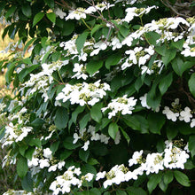 Load image into Gallery viewer, Viburnum 'Summer Snowflake'