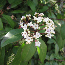 Load image into Gallery viewer, Viburnum 'Spring Bouquet'