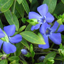 Load image into Gallery viewer, Vinca minor