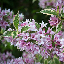 Load image into Gallery viewer, Weigela 'Variegated'