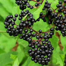 Load image into Gallery viewer, York Elderberry (Bare Root)