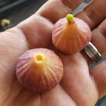 Load image into Gallery viewer, Little Ruby Fig