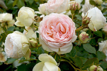 Load image into Gallery viewer, White Eden® Climbing Rose