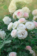 Load image into Gallery viewer, White Eden® Climbing Rose