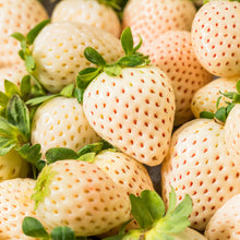 Load image into Gallery viewer, White Pineberry Strawberry