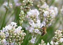 Load image into Gallery viewer, White Grosso Lavender ‘Alba’