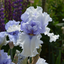 Load image into Gallery viewer, Willamette Mist Iris