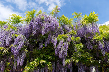 Load image into Gallery viewer, Wisteria 'Blue Moon'
