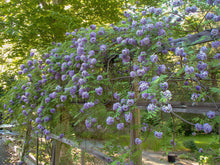 Load image into Gallery viewer, Wisteria ‘Amethyst Falls’