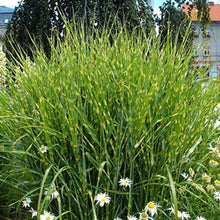 Load image into Gallery viewer, Zebra Grass