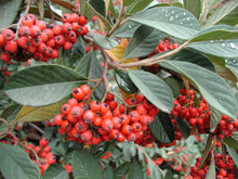 Load image into Gallery viewer, Cotoneaster parneyi