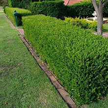 Load image into Gallery viewer, Buxus &#39;Wintergreen&#39;