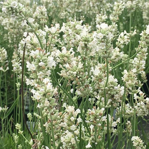 Lavandula angustifolia 'Arctic Snow'