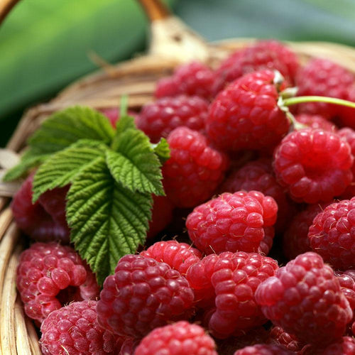 Rubus idaeus 'Boyne'