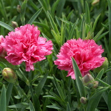 Load image into Gallery viewer, Dianthus &#39;Sherbert&#39;