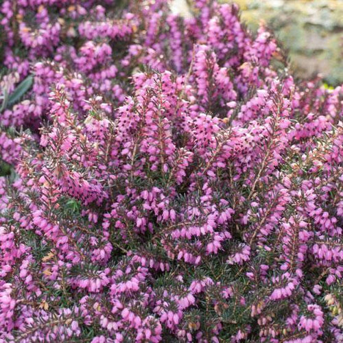 Erica x darleyensis 'Mediterranean Pink'