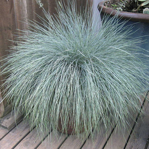 Festuca glauca 'Beyond Blue'