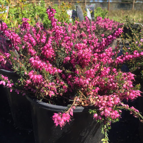 Erica x darleyensis 'Kramer's Red'