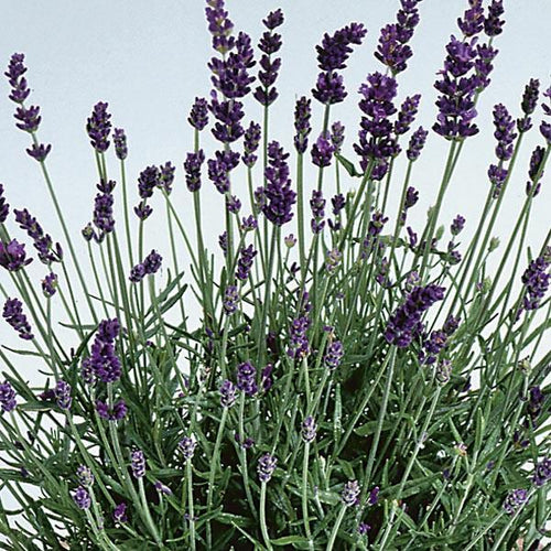 Lavender 'Lavance'