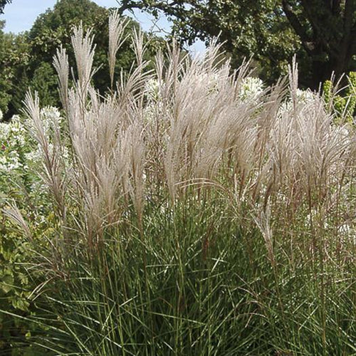Graziella Maiden Grass
