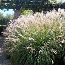 Load image into Gallery viewer, Miscanthus sinensis &#39;Morning Light&#39;