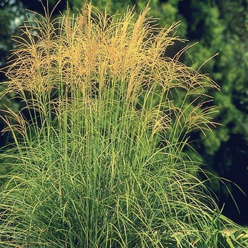 Japanese Silver Grass Arabesque