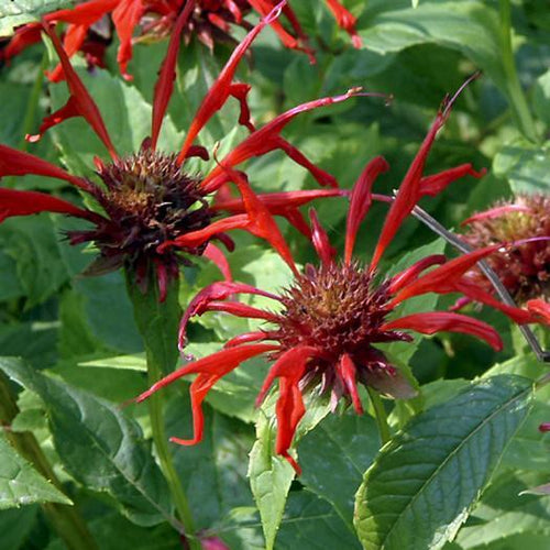 Bee Balm 'Jacob Cline'