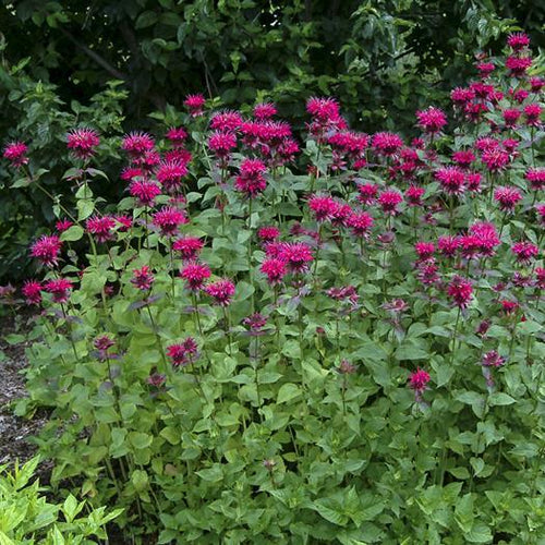 Bee Balm 'Raspberry Wine'