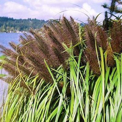 Black Fountain Grass