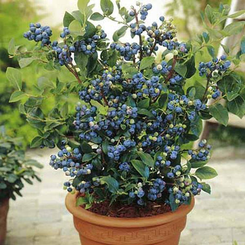 Northland Blueberry