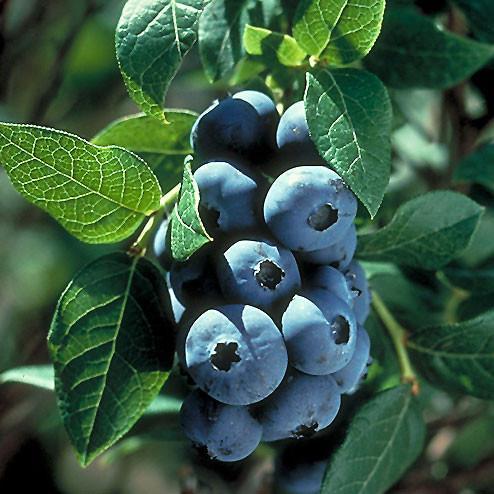 Blueberry 'Chippewa'