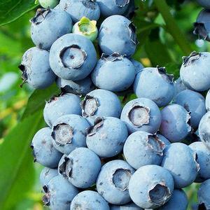 Blueberry 'Toro'