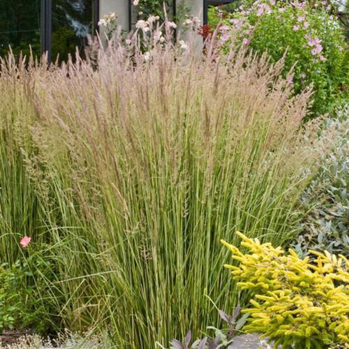 Feather Reed Grass 'Eldorado'
