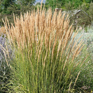 Feather Reed Grass 'Avalanche'