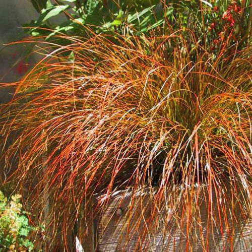 Carex 'Prairie Fire'