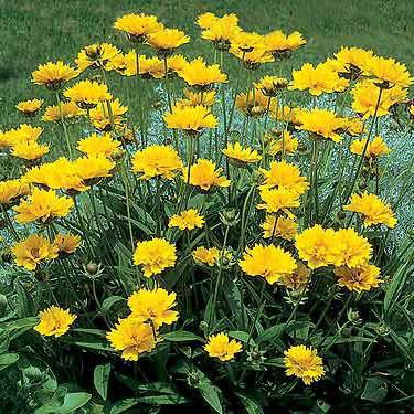 Coreopsis grandiflora früher Sonnenaufgang