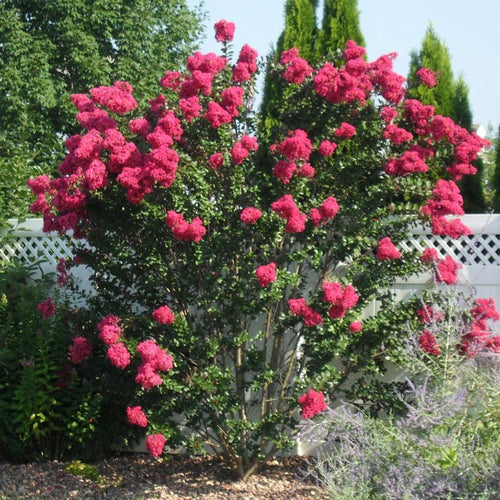 Crape Myrtle 'Pink Velour'