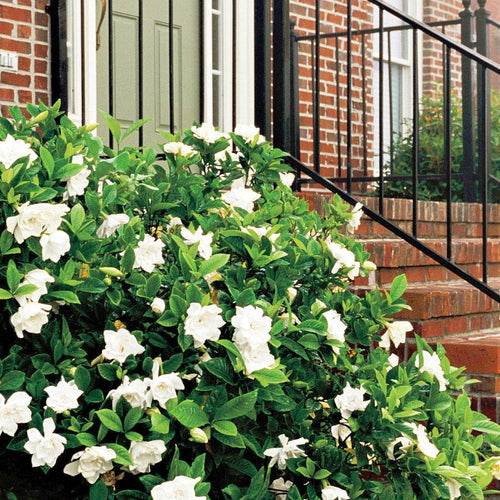 Gardenia jasminoides 'Daisy'