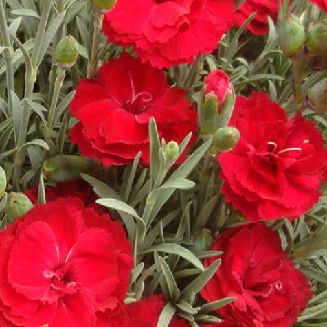 Dianthus Early Bird™ Radiance
