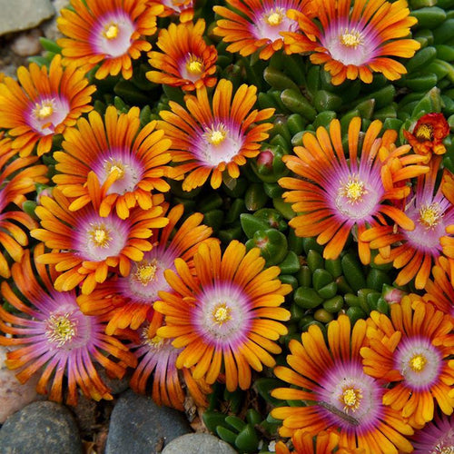 Delosperma 'Fire Spinner' Ice Plant