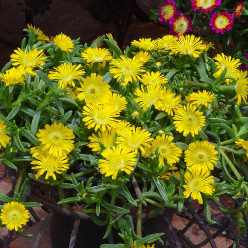 Wheels of Wonder 'Golden Wonder' Ice Plant