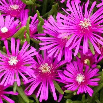 Ice Plant