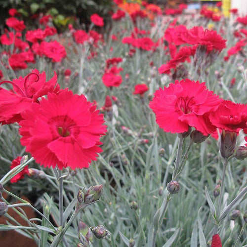 Dianthus 'Fire Star'