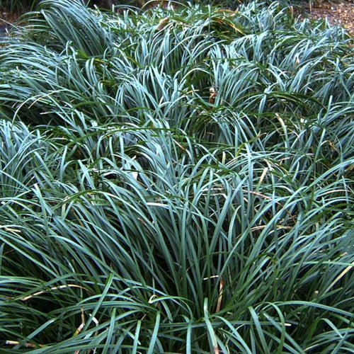 Dwarf Mondo Grass