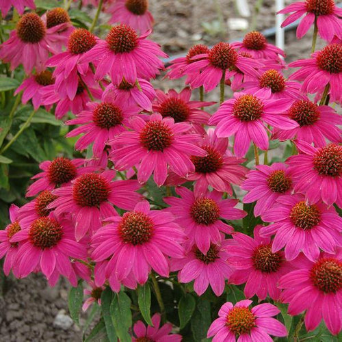 Echinacea 'PowWow Wildberry'