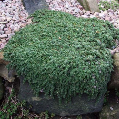 Elfin Thyme